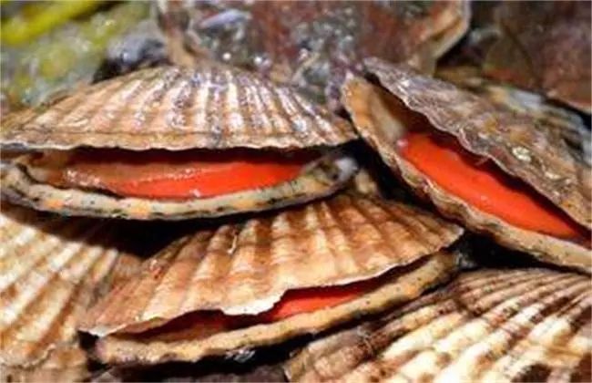 南海伏季休渔期海鲜替代品_休渔期海鲜推荐_舟山休渔期没有海鲜吃