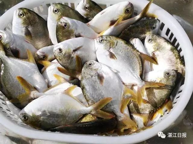 南海伏季休渔期海鲜替代品_休渔期海鲜推荐_舟山休渔期没有海鲜吃