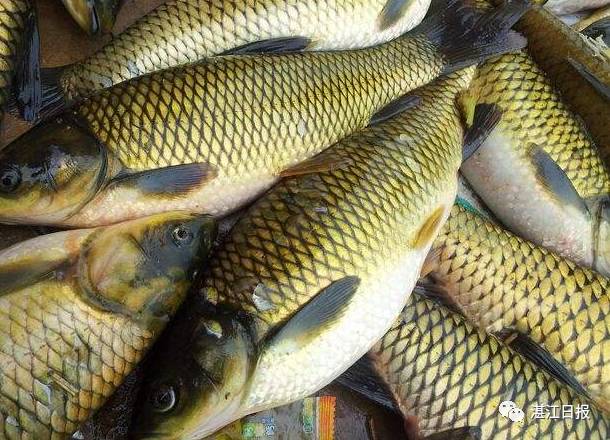 南海伏季休渔期海鲜替代品_舟山休渔期没有海鲜吃_休渔期海鲜推荐