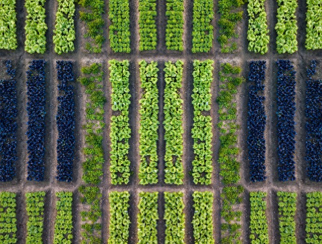 农业的未来发展方向:笑谈绿色革命的新篇章(图1) 智慧农业发展趋势_垂直农业城市应用_无公害农业 第二次绿色革命