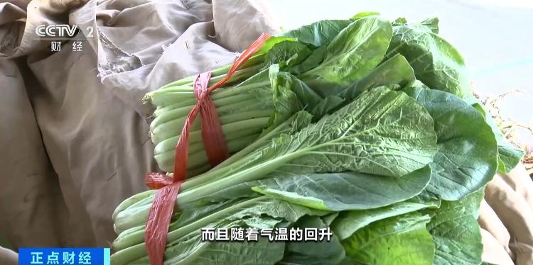 山东豆角新发地_黄瓜的产地和价钱_北京蔬菜价格下降