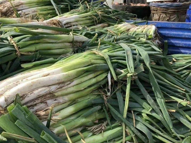 冬天,需要囤的“6大蔬菜”排行,萝卜排第2,家里有菜心中不慌(图10) 冬季耐储存蔬菜推荐_素菜炖菜大全_北方冬天囤菜蔬菜排行