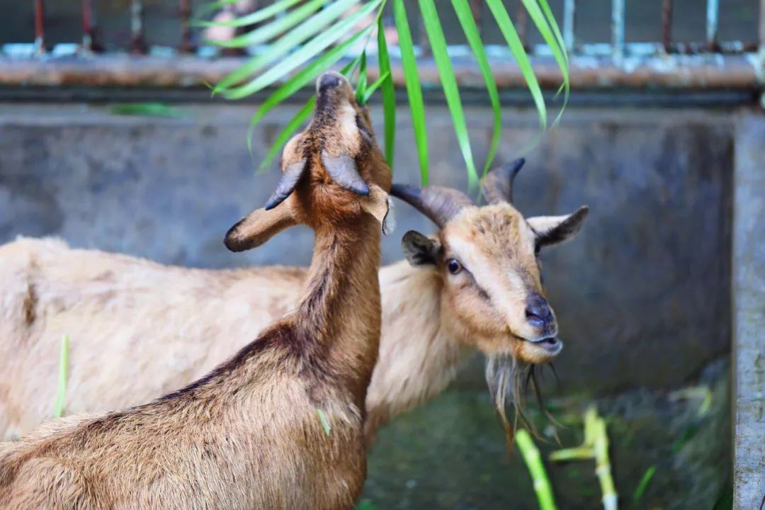 茂名滨海旅游线路_茂名文化体验旅游攻略_茂名澳内海海鲜几点有