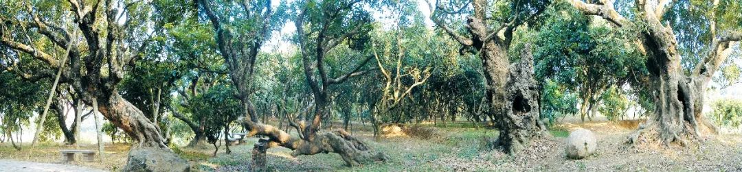 茂名文化体验旅游攻略_茂名澳内海海鲜几点有_茂名滨海旅游线路