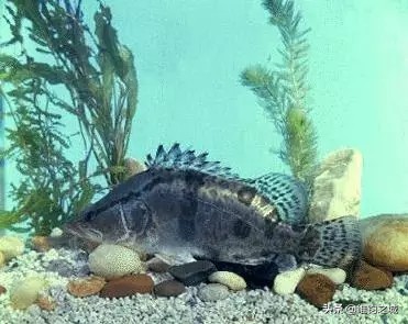 鄂州名吃美食集锦,您吃过几种?(图2) 鄂州美食相关推荐_鄂州美食 东坡饼 鄂城桂鱼