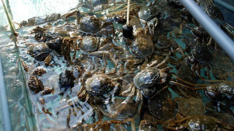 【荆楚风味】武昌鱼、梁子湖螃蟹、太和千张……谁是鄂州美食扛把子?(图6) 鄂州美食相关推荐_梁子湖武昌鱼_鄂州美食