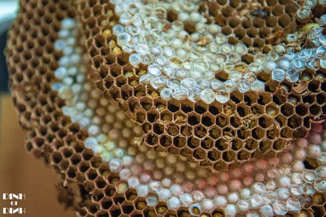 中越边境的美食街 不出国门就能尝到越南风味美食(图18) 广西卫视吃货日记 凭祥烤猪在哪_凭祥美食街 夜市 中越美食