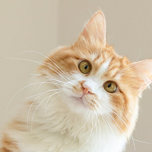 奶粉有质量问题怎么赔偿(图2) 奶粉质量问题怎么处理_奶粉质量问题赔偿标准_二手房质量纠纷处理办法