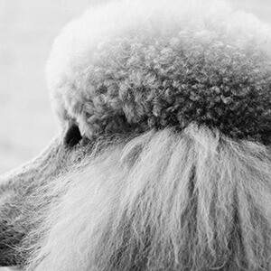 奶粉有质量问题怎么赔偿(图14) 奶粉质量问题怎么处理_奶粉质量问题赔偿标准_二手房质量纠纷处理办法