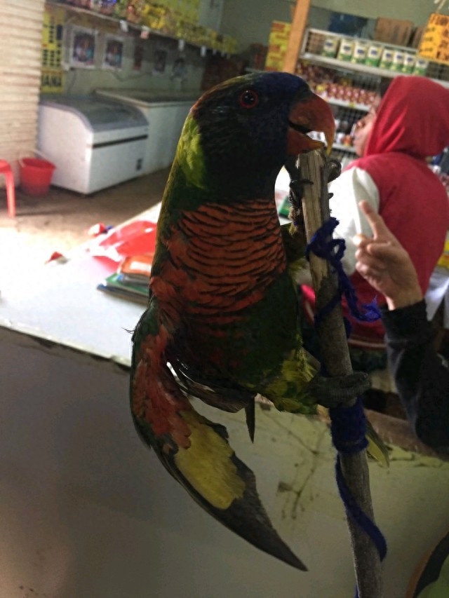 小葵花鹦鹉价钱_吸蜜鹦鹉品种介绍_彩虹吸蜜鹦鹉价格