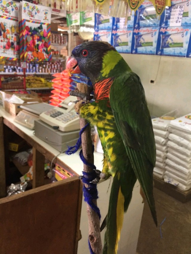 吸蜜鹦鹉品种介绍_彩虹吸蜜鹦鹉价格_小葵花鹦鹉价钱