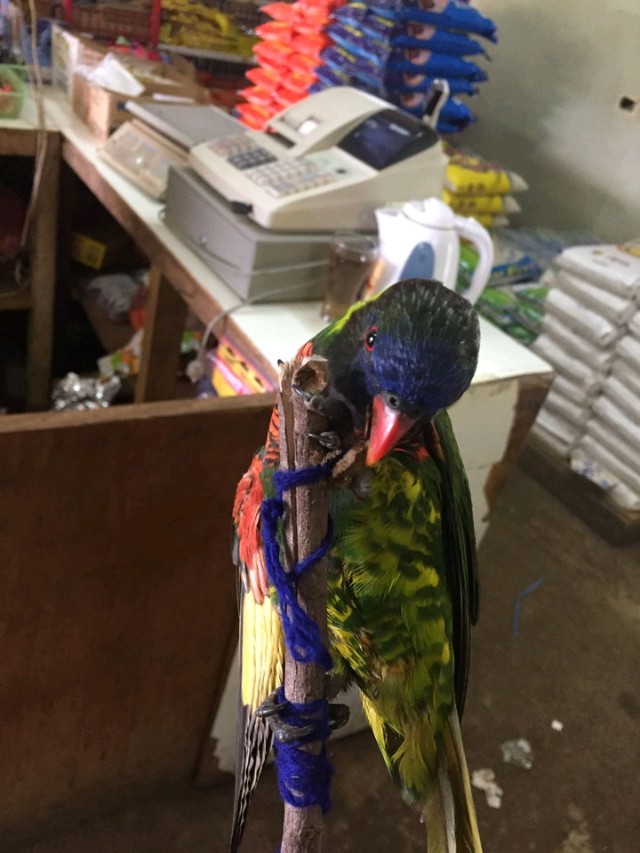 小葵花鹦鹉价钱_彩虹吸蜜鹦鹉价格_吸蜜鹦鹉品种介绍