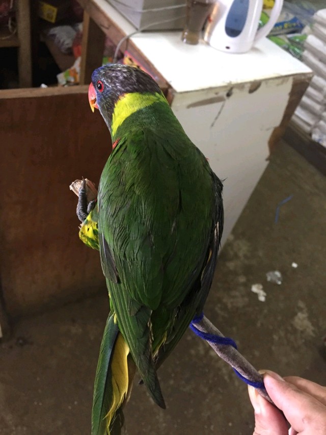 小葵花鹦鹉价钱_吸蜜鹦鹉品种介绍_彩虹吸蜜鹦鹉价格