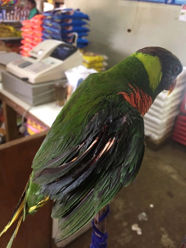 小葵花鹦鹉价钱_彩虹吸蜜鹦鹉价格_吸蜜鹦鹉品种介绍