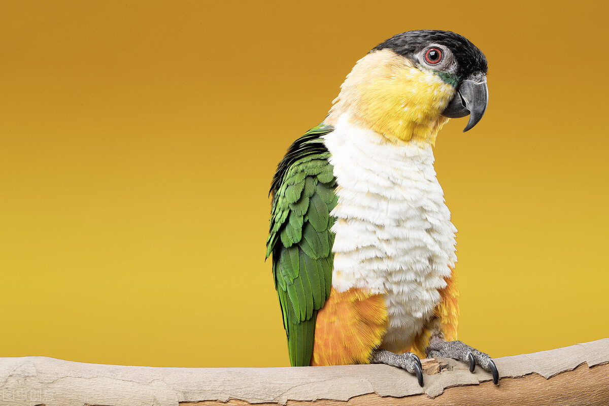 最受女孩子喜欢的五种鹦鹉,金太阳仅排第四,第一名葵花鹦鹉(图4) 推荐给女孩子的鹦鹉种类_小葵花鹦鹉价钱_适合女孩子饲养的鹦鹉品种