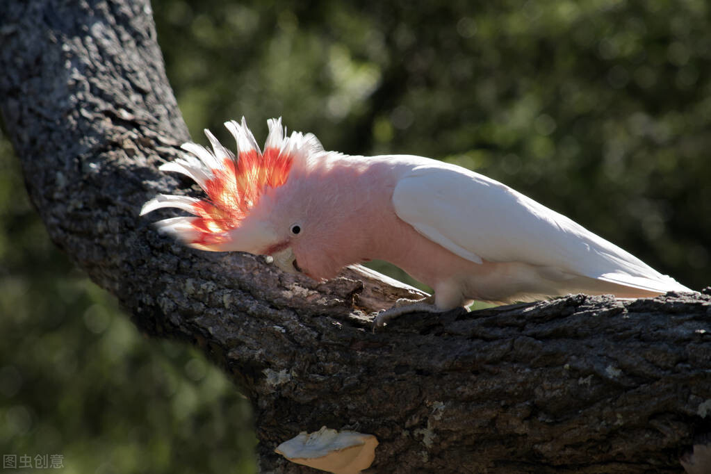 三种上万的粉红色凤头鹦鹉,你认识其中几种?认识两种的是老司机(图5) 鲑色凤头鹦鹉品种_粉红凤头鹦鹉价格_小葵花鹦鹉价钱
