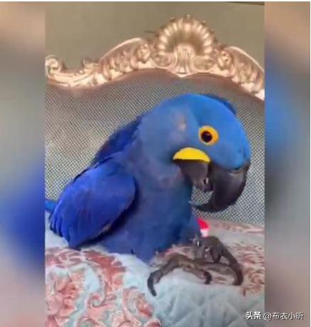 这种鹦鹉25万元一只,称它是中国最贵鹦鹉,不过分吧?(图1) 非法野生动物交易案_紫蓝金刚鹦鹉价格_小葵花鹦鹉价钱