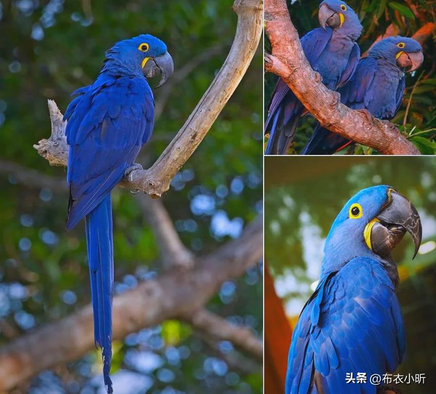 这种鹦鹉25万元一只,称它是中国最贵鹦鹉,不过分吧?(图2) 小葵花鹦鹉价钱_紫蓝金刚鹦鹉价格_非法野生动物交易案