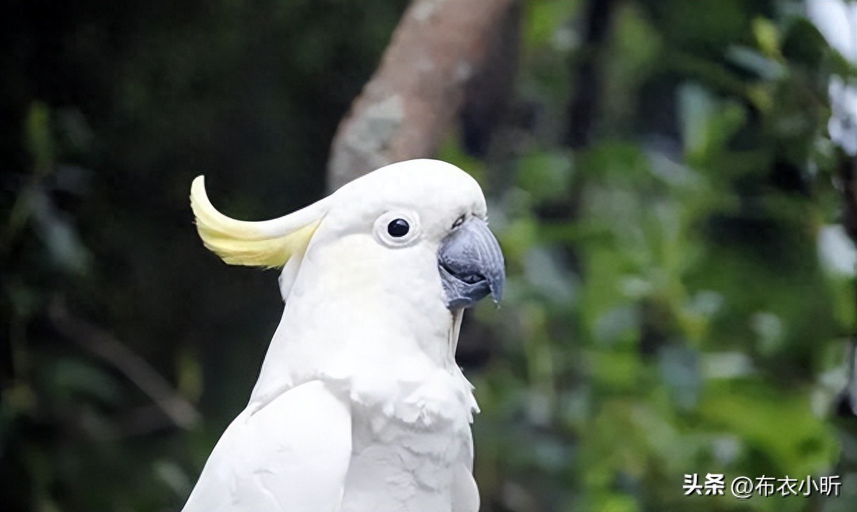 国外7种凤头鹦鹉,价格由低到高排列,最后一个又黑又丑值10万元(图1) 小葵花鹦鹉价钱_小葵花凤头鹦鹉价格_凤头鹦鹉价格排名