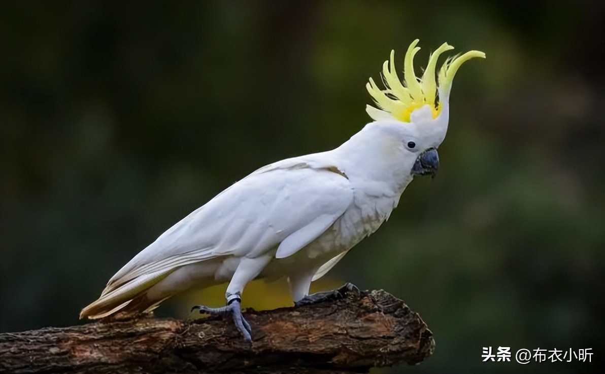 国外7种凤头鹦鹉,价格由低到高排列,最后一个又黑又丑值10万元(图2) 凤头鹦鹉价格排名_小葵花凤头鹦鹉价格_小葵花鹦鹉价钱