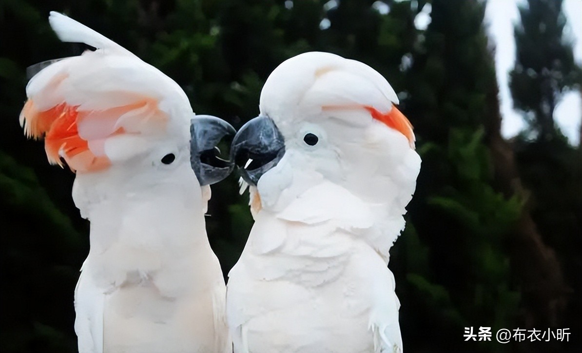 国外7种凤头鹦鹉,价格由低到高排列,最后一个又黑又丑值10万元(图5) 凤头鹦鹉价格排名_小葵花鹦鹉价钱_小葵花凤头鹦鹉价格