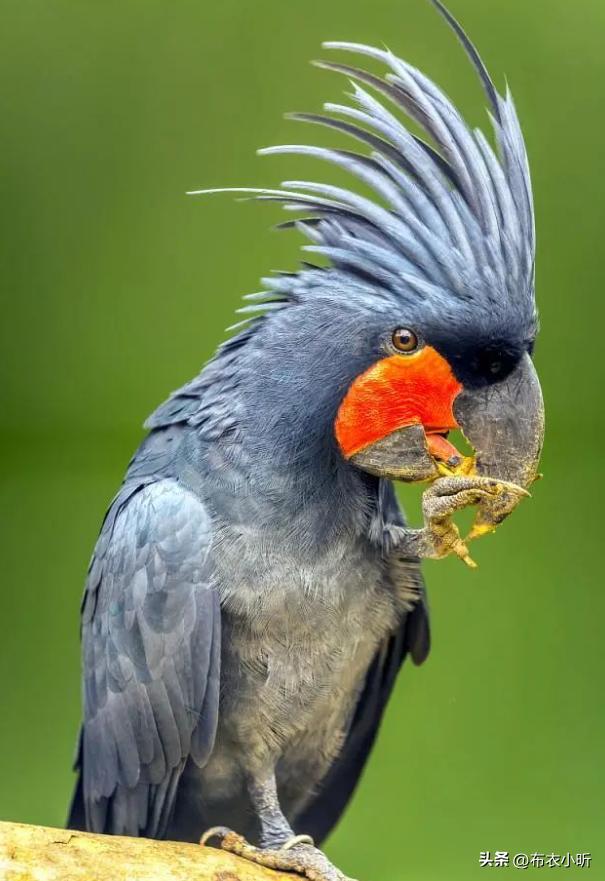 国外7种凤头鹦鹉,价格由低到高排列,最后一个又黑又丑值10万元(图7) 凤头鹦鹉价格排名_小葵花鹦鹉价钱_小葵花凤头鹦鹉价格