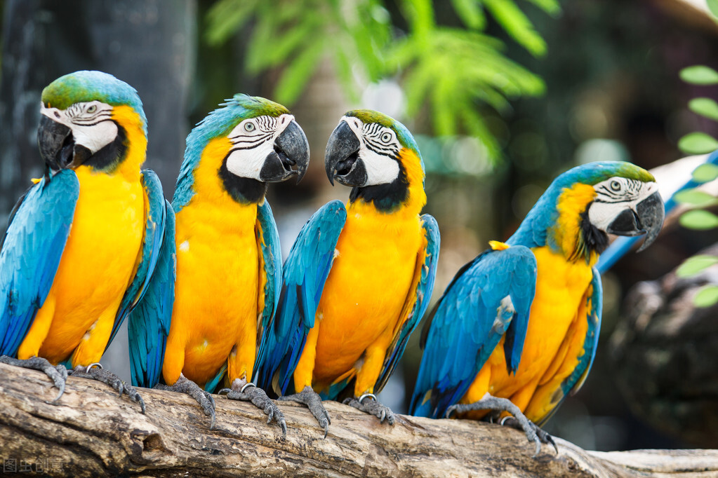 6种大型金刚鹦鹉,第一种蓝黄最便宜仅万元,放开饲养人人都想养(图1) 大型金刚鹦鹉品种介绍_蓝黄金刚鹦鹉饲养技巧_小葵花鹦鹉价钱