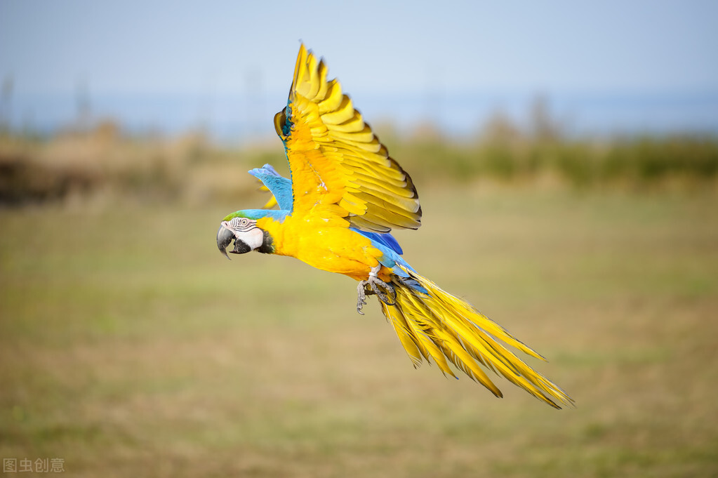 6种大型金刚鹦鹉,第一种蓝黄最便宜仅万元,放开饲养人人都想养(图2) 小葵花鹦鹉价钱_蓝黄金刚鹦鹉饲养技巧_大型金刚鹦鹉品种介绍