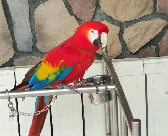 6种大型金刚鹦鹉,第一种蓝黄最便宜仅万元,放开饲养人人都想养(图4) 小葵花鹦鹉价钱_蓝黄金刚鹦鹉饲养技巧_大型金刚鹦鹉品种介绍