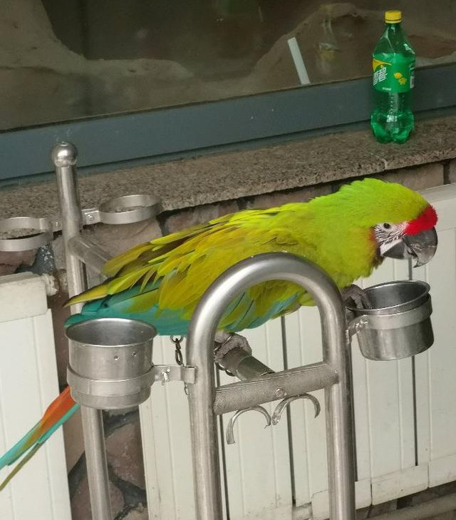 6种大型金刚鹦鹉,第一种蓝黄最便宜仅万元,放开饲养人人都想养(图6) 大型金刚鹦鹉品种介绍_蓝黄金刚鹦鹉饲养技巧_小葵花鹦鹉价钱