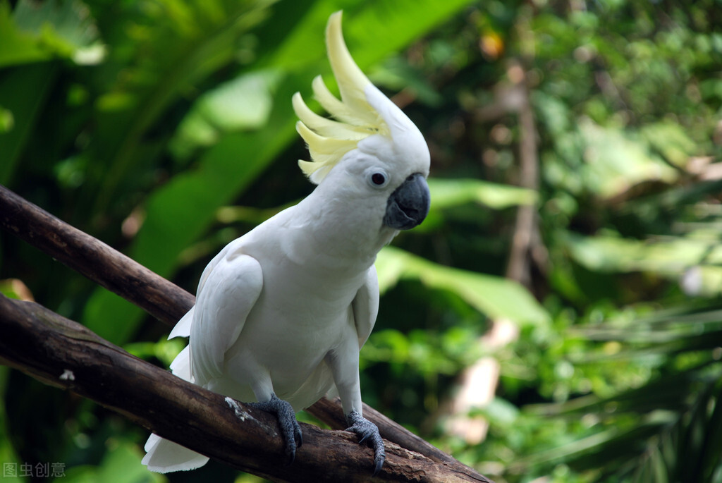 给你三万块钱,让你选下面4种鹦鹉做宠物,你会选择第几种?(图4) 小葵花鹦鹉价钱_选择鹦鹉品种指南_非洲灰鹦鹉饲养与选购