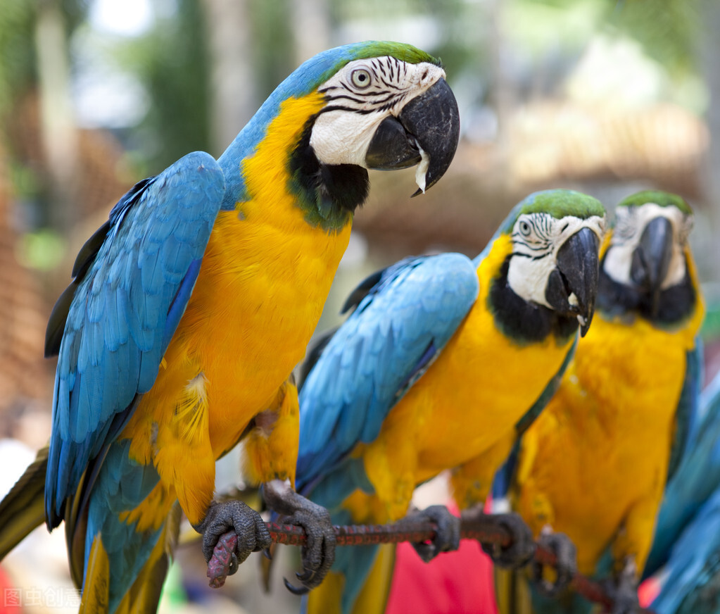 给你三万块钱,让你选下面4种鹦鹉做宠物,你会选择第几种?(图5) 选择鹦鹉品种指南_小葵花鹦鹉价钱_非洲灰鹦鹉饲养与选购