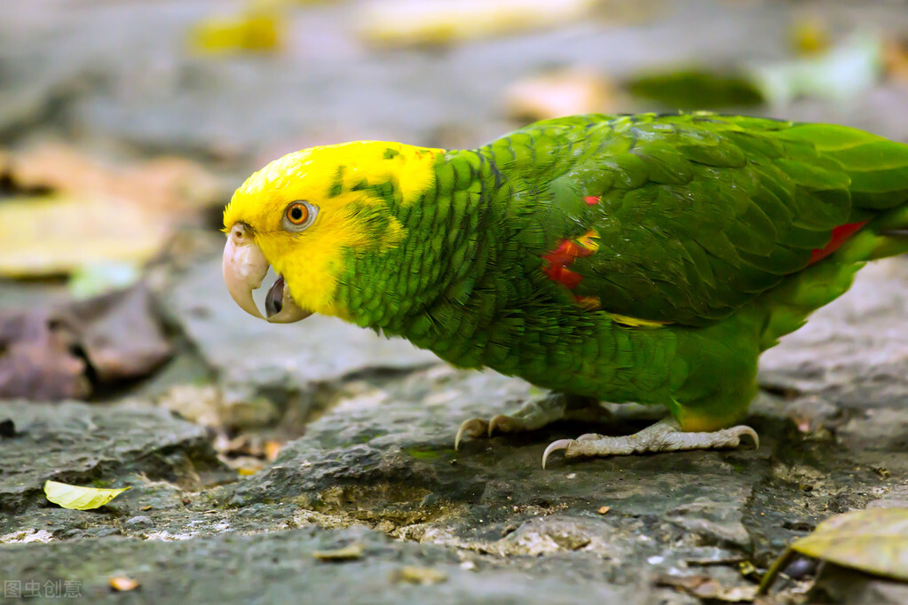 给你三万块钱,让你选下面4种鹦鹉做宠物,你会选择第几种?(图6) 小葵花鹦鹉价钱_选择鹦鹉品种指南_非洲灰鹦鹉饲养与选购