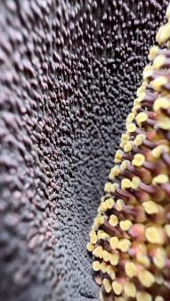 说出来你们可能不信,但魔芋其实是道荤菜(图11) 魔芋葡甘聚糖减肥效果_晕菜素菜_魔芋豆腐制作方法