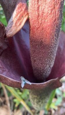 说出来你们可能不信,但魔芋其实是道荤菜(图12) 魔芋豆腐制作方法_晕菜素菜_魔芋葡甘聚糖减肥效果