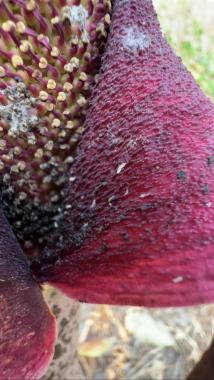 说出来你们可能不信,但魔芋其实是道荤菜(图13) 魔芋葡甘聚糖减肥效果_晕菜素菜_魔芋豆腐制作方法