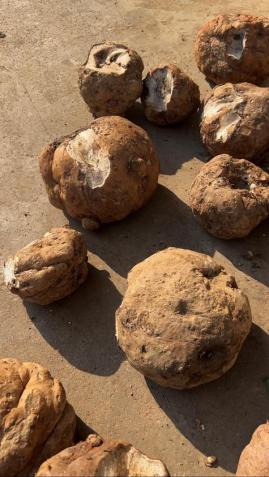 说出来你们可能不信,但魔芋其实是道荤菜(图3) 魔芋豆腐制作方法_晕菜素菜_魔芋葡甘聚糖减肥效果