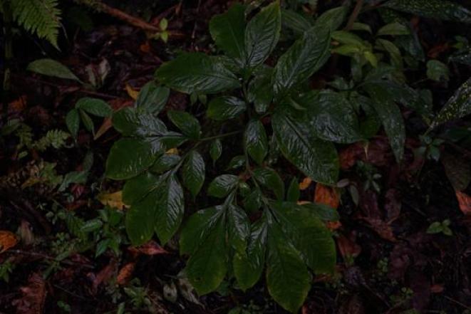 说出来你们可能不信,但魔芋其实是道荤菜(图4) 晕菜素菜_魔芋豆腐制作方法_魔芋葡甘聚糖减肥效果