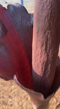 说出来你们可能不信,但魔芋其实是道荤菜(图5) 晕菜素菜_魔芋豆腐制作方法_魔芋葡甘聚糖减肥效果