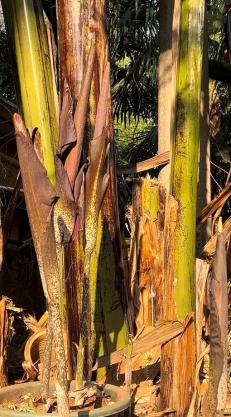 说出来你们可能不信,但魔芋其实是道荤菜(图6) 魔芋豆腐制作方法_晕菜素菜_魔芋葡甘聚糖减肥效果