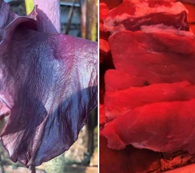 说出来你们可能不信,但魔芋其实是道荤菜(图7) 晕菜素菜_魔芋葡甘聚糖减肥效果_魔芋豆腐制作方法