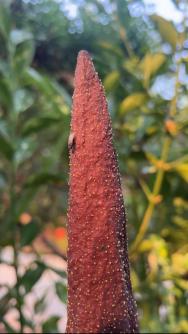 说出来你们可能不信,但魔芋其实是道荤菜(图8) 魔芋豆腐制作方法_晕菜素菜_魔芋葡甘聚糖减肥效果