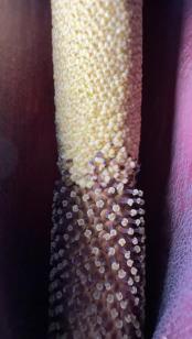 说出来你们可能不信,但魔芋其实是道荤菜(图10) 魔芋葡甘聚糖减肥效果_魔芋豆腐制作方法_晕菜素菜