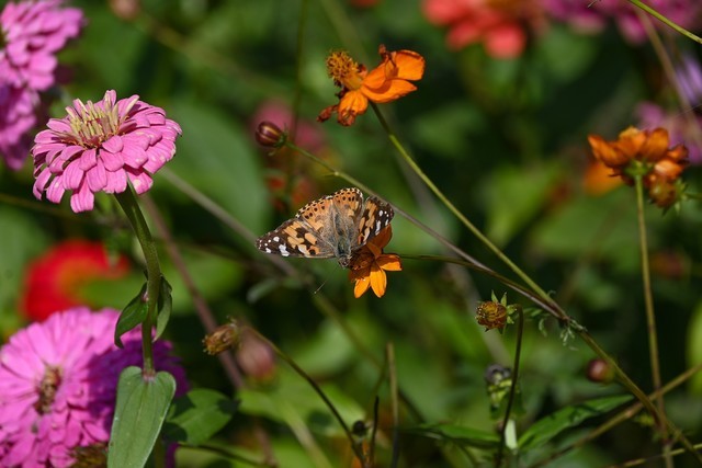 手机都千万像素了 拍照还需要用相机吗(图13) 数码相机和微单的区别_相机在手机时代的作用_手机摄影与相机对比