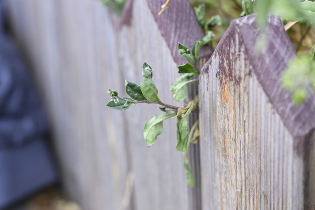 手机都千万像素了 拍照还需要用相机吗(图10) 数码相机和微单的区别_手机摄影与相机对比_相机在手机时代的作用