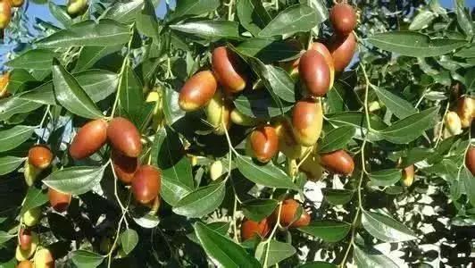 十一来张家口,这里不仅有你的“诗和远方”,还有不可辜负的美食!(图12) 张家口特色美食攻略_张家口旅游景点推荐_张家口美食推荐