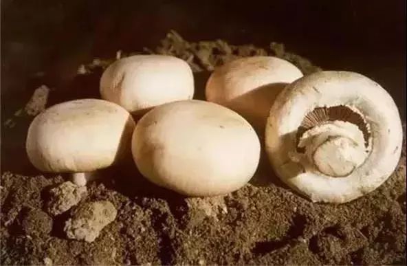 十一来张家口,这里不仅有你的“诗和远方”,还有不可辜负的美食!(图17) 张家口美食推荐_张家口旅游景点推荐_张家口特色美食攻略