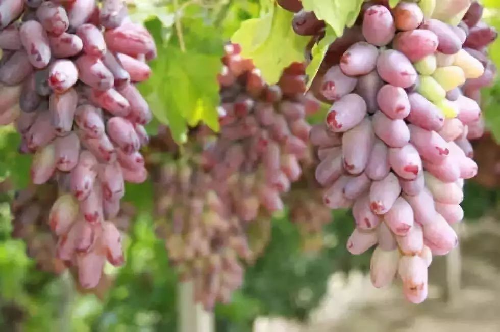 十一来张家口,这里不仅有你的“诗和远方”,还有不可辜负的美食!(图3) 张家口特色美食攻略_张家口旅游景点推荐_张家口美食推荐