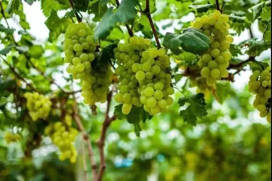 十一来张家口,这里不仅有你的“诗和远方”,还有不可辜负的美食!(图6) 张家口美食推荐_张家口旅游景点推荐_张家口特色美食攻略