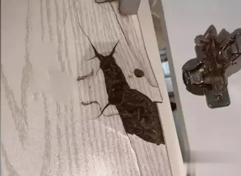 橱柜板材选择_定制橱柜 品牌 性价比_橱柜板材品牌